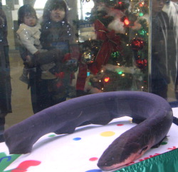 eel for xmas