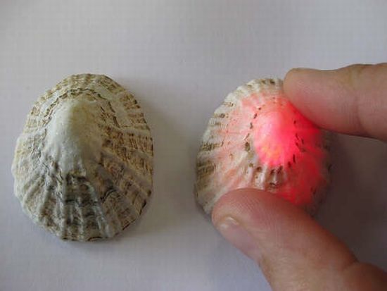 electronics in limpet shells