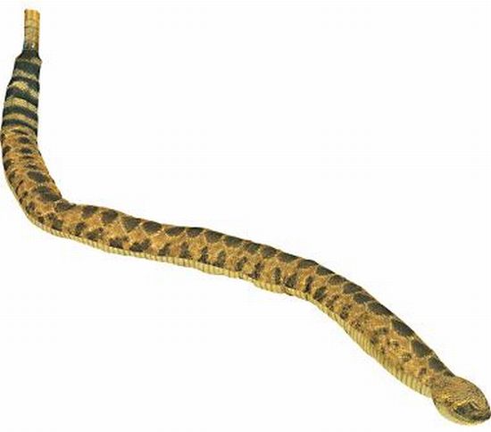 rattle snake pillow dpVIQ 6648