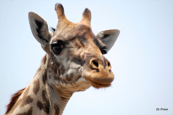 Astounding facts of giraffe  (2)
