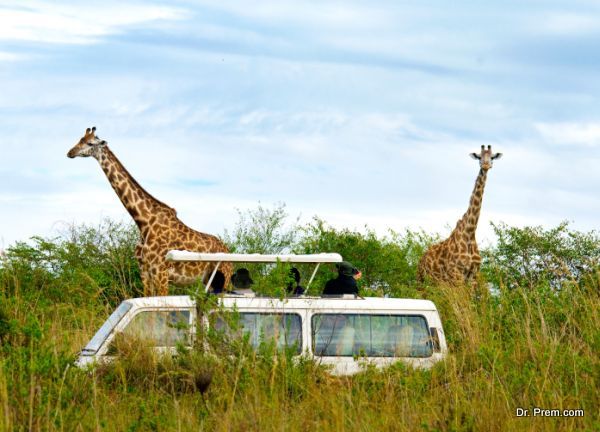 Long neck of giraffe hinders drinking water