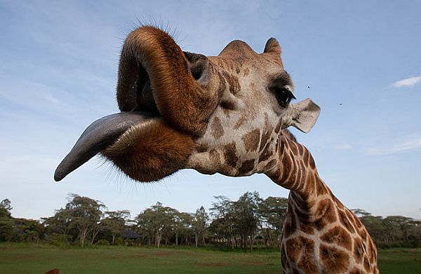 giraffe tongue