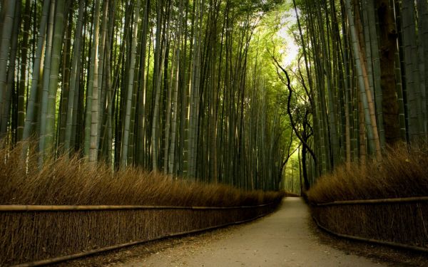 Bamboo Path, Japan