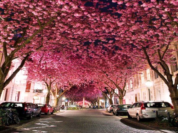 Cherry Blossom tunnel