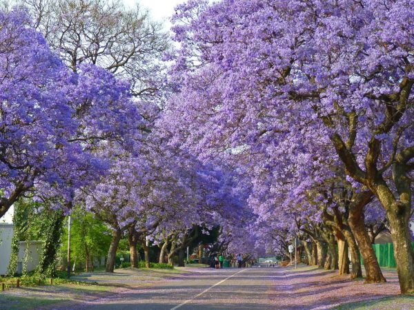 Jacarandas Walk, South Africa