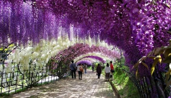 Wisteria Tunnel, Japan