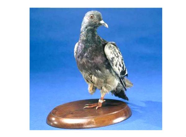 Cher Ami the pigeon