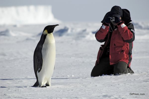 Penguin photos
