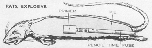 British developed explosive rat World War II