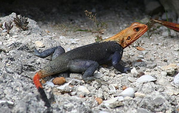 The red headed agama