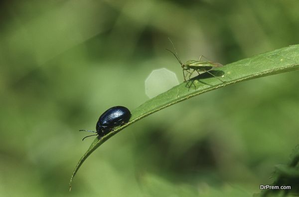 dung-beetle