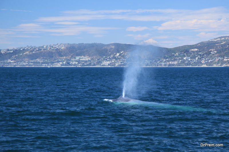 facts-about-The-Blue-Whale