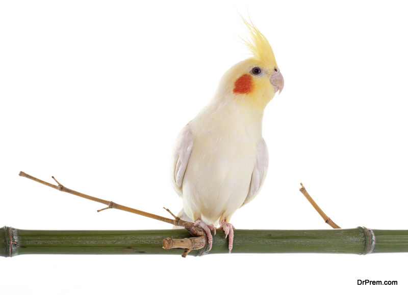 Cockatiel