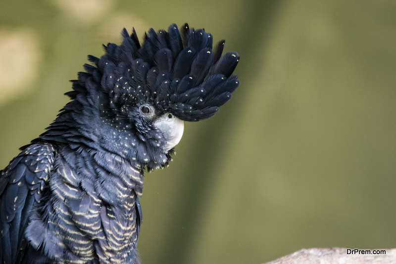 biggest cockatoo species