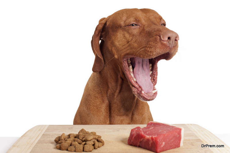Feeding your Dog Raw Food