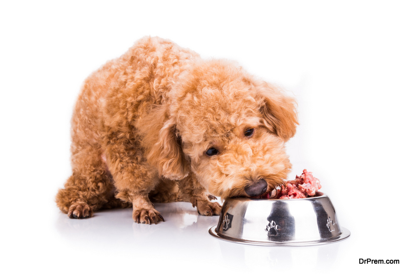 Feeding your Dog Raw Food