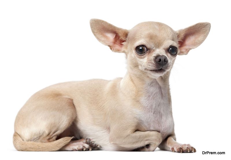 Chihuahua